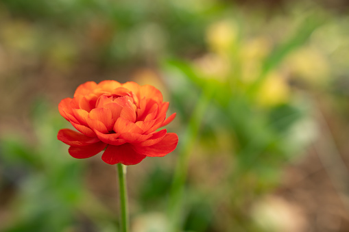 Macro photo of orange colored ranunculus flower in  field. No people are seen in frame. Selective focus on flower head. Shot with a full frame mirrorless camera.