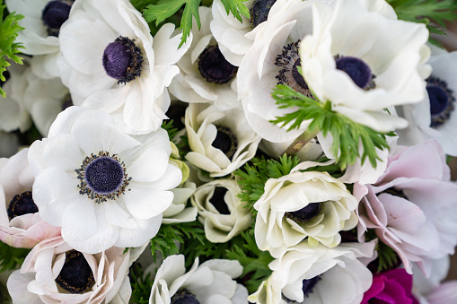 Full Frame Photo Of Bunch Of White Anemon Flowers