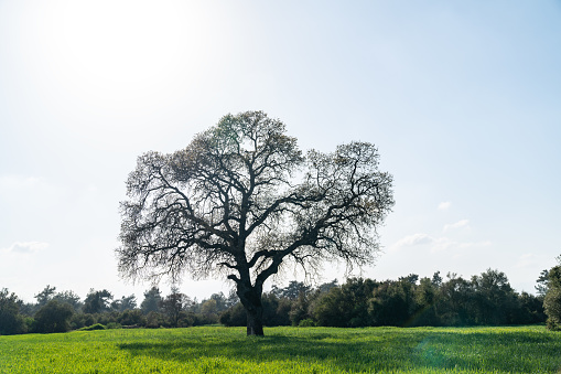 Photo of single large oak tree in green wheat field during springtime. No people are seen in frame. Shot in outdoor with a full frame mirrorless camera.