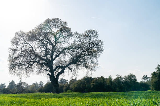 istock Photo Of Large Oak Tree In Wheat Field 1315370831