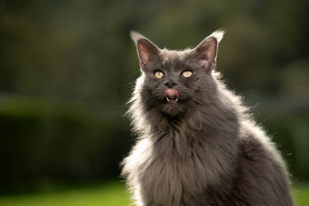 hungry maine coon cat licking lips outdoors hungry fluffy gray maine coon cat licking lips portrait in sunlight with copy space cat sticking out tongue stock pictures, royalty-free photos & images