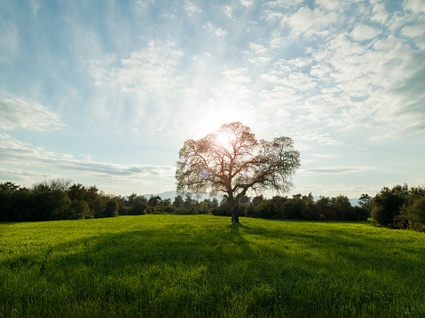 Photo of single large oak tree in green wheat field during springtime. No people are seen in frame. Shot in outdoor with a full frame mirrorless camera.