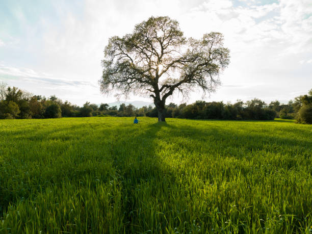 Photo Of Large Oak Tree In Wheat Field