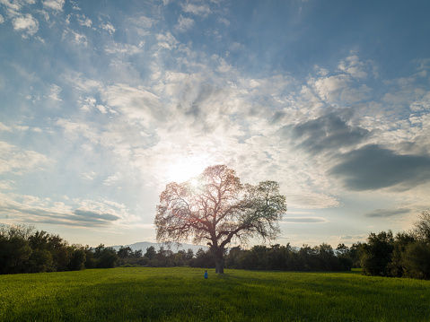 Photo of single large oak tree in green wheat field during springtime. No people are seen in frame. Shot in outdoor with a full frame mirrorless camera.
