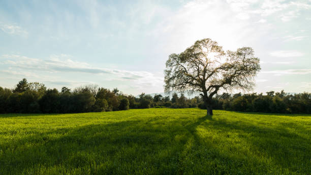 istock Photo Of Large Oak Tree In Wheat Field 1315371212