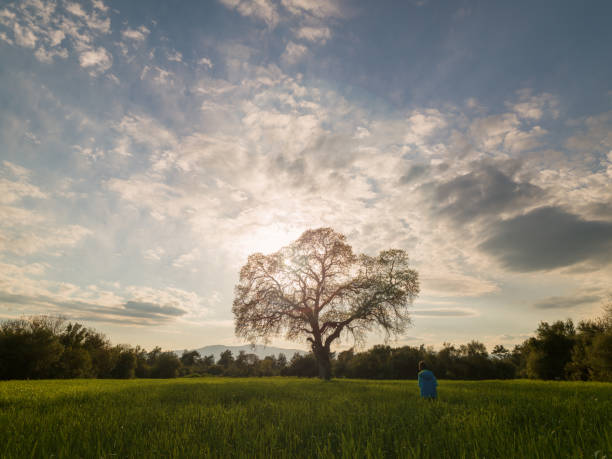 Photo Of Large Oak Tree In Wheat Field Photo of single large oak tree in green wheat field during springtime. No people are seen in frame. Shot in outdoor with a full frame mirrorless camera. oak tree photos stock pictures, royalty-free photos & images