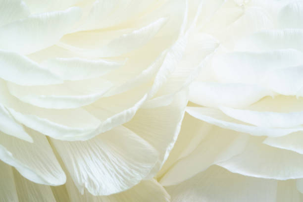 istock Macro Photo Of White Colored Ranunculus Flower 1315371320