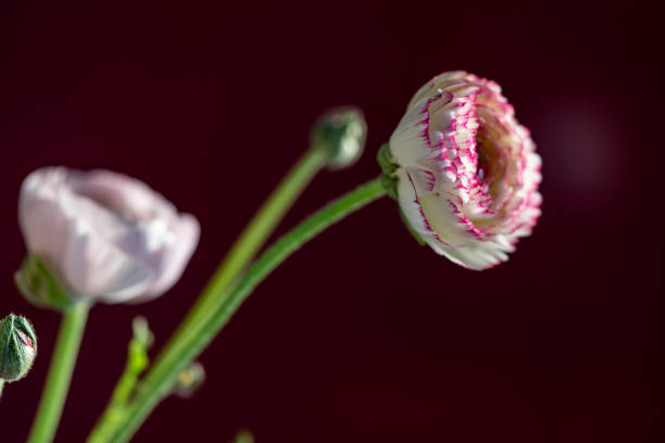 Peony is flowering plant, which is a long-lived perennial with shades ranging from red to pink, purple, yellow, orange and white. The bloom time is from late spring to early summer.\nThe peony flower in the photo is winter flower, which has been cultivated to bloom in winter (from around December to February).