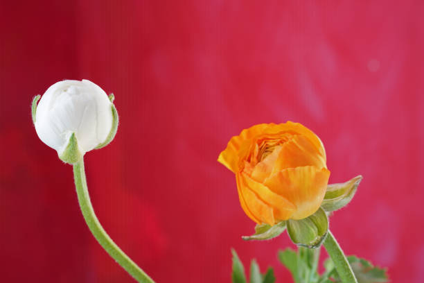 Close up photo of ranunculus flowers. Pixel shift effect is applied for better texture. The background is red. No people are seen in frame. Shot with a full frame mirrorless camera.