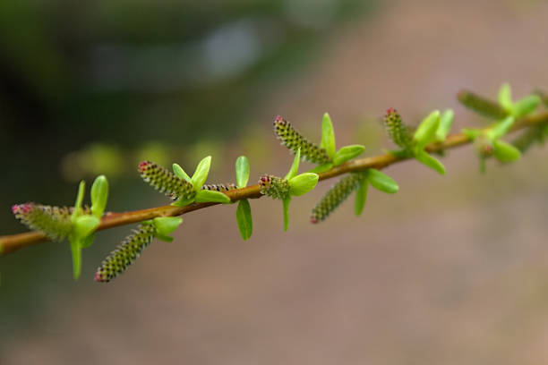 istock tender green leaves on a spring branch 1315371617