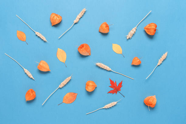 istock Autumn composition. Wheat ears, physalis winter cherry and dry leaves on a blue paper background. Beautiful floral background. Top view, flat lay. 1315371621