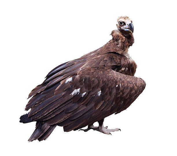 vulture (griffin). Isolated over white vulture (griffin). Isolated over white background eurasian griffon vulture photos stock pictures, royalty-free photos & images