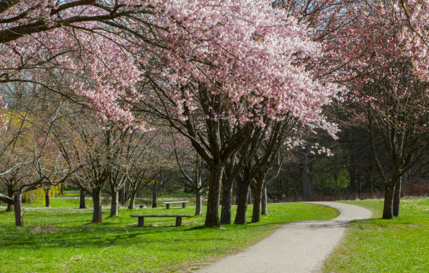 istock Pink Flowering Cherry Trees in Mindeparken - Aarhus 1315372686