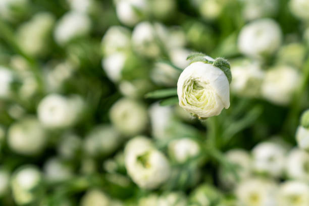 Ranunculus flowers on white background