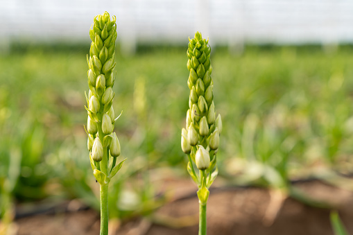 Raw Ripe millet crops in the field