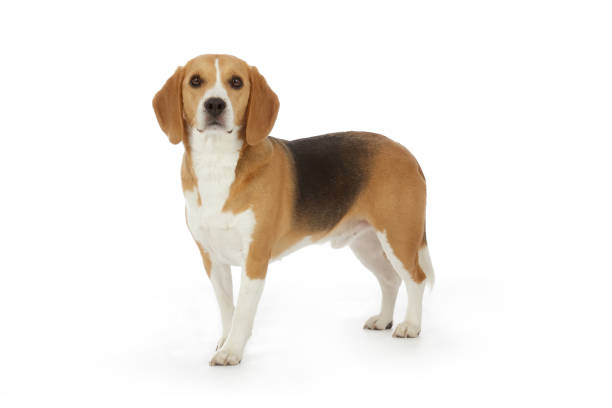 istock Beagle breed dog on white background 1315373453