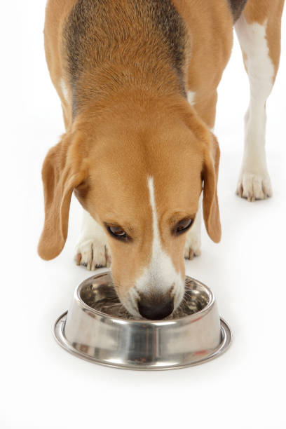 istock Beagle breed dog on white background drinking water in a bowl 1315373501
