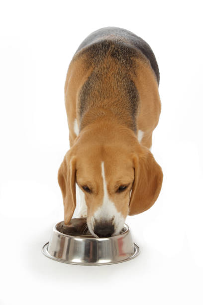istock Beagle breed dog on white background drinking water in a bowl 1315373503