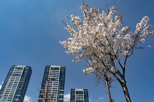 Newly blooming apple branch in front of skyscrapers towards the blue sky in Istanbul.
