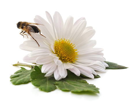 Bee on a white chamomile isolated on white background.