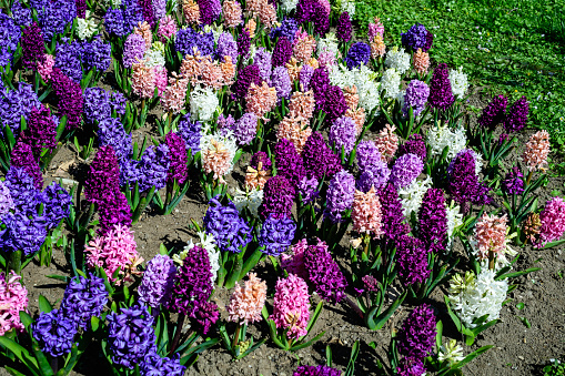 Many mixed colored large pink, white and blue Hyacinth or Hyacinthus flowers in full bloom in a garden in a sunny spring day, beautiful outdoor floral background photographed with soft focus