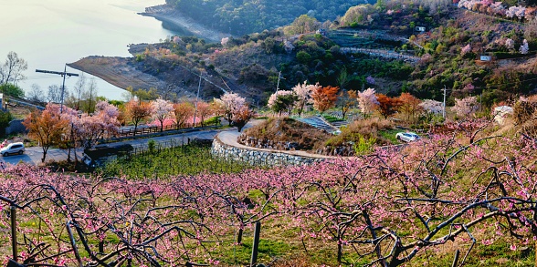 Gyeongju, South Korea - April 11, 2014: Photo of a Korean family riding bicycles and taking pictures under blooming cherry trees near Tumuli Park in Gyeongju city during the annual Gyeongju Cherry Blossom Festival.