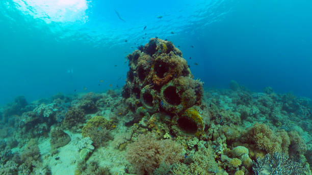 istock Coral reef and tropical fish underwater. Philippines 1315380526