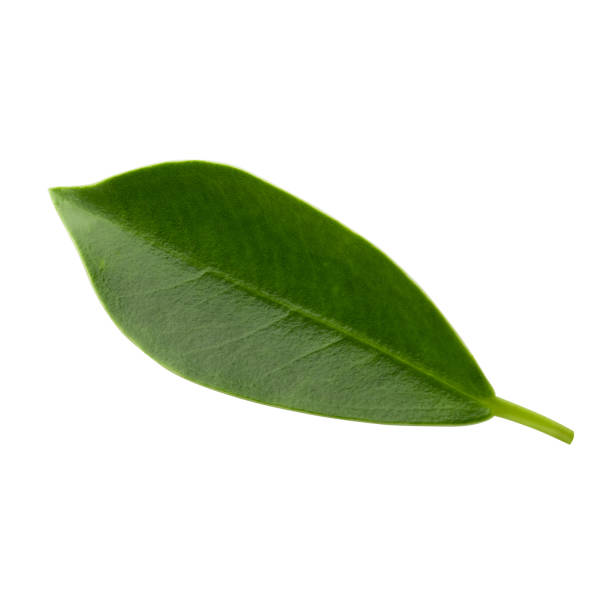 istock Small Green Leaves isolated on a white background with clpping path. 1315380801
