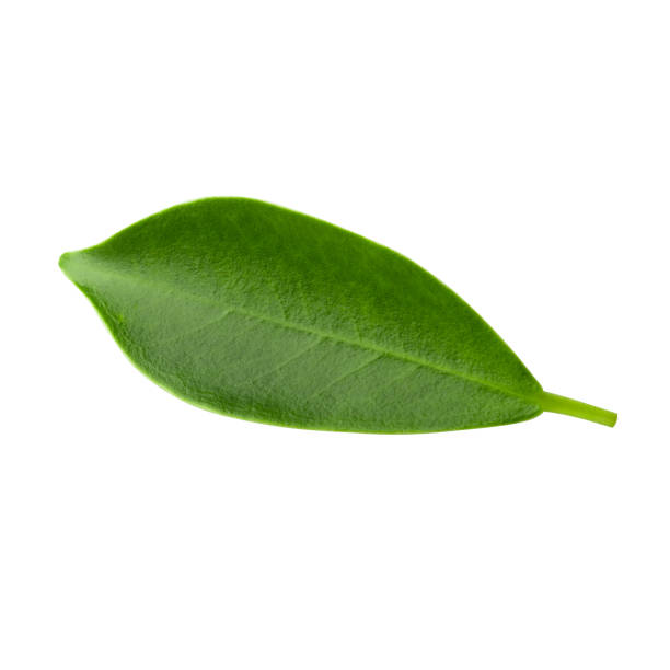 istock Small Green Leaves isolated on a white background with clpping path. 1315380843