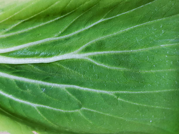 Close up of brassica rapa vegetable