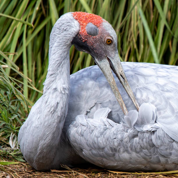 Brolga (Grus rubicunda) preening Brolga (Grus rubicunda) preening brolga stock pictures, royalty-free photos & images