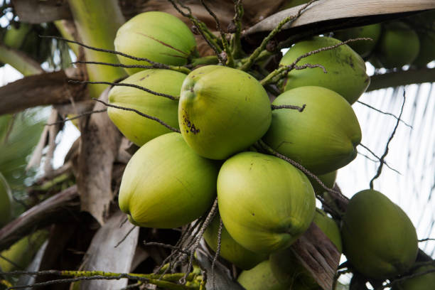 istock coconut tree in garden , cocos nucifera 1315382883