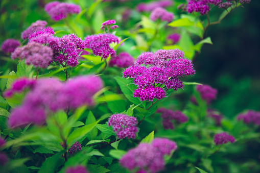 spirea \\ spiraea in summer