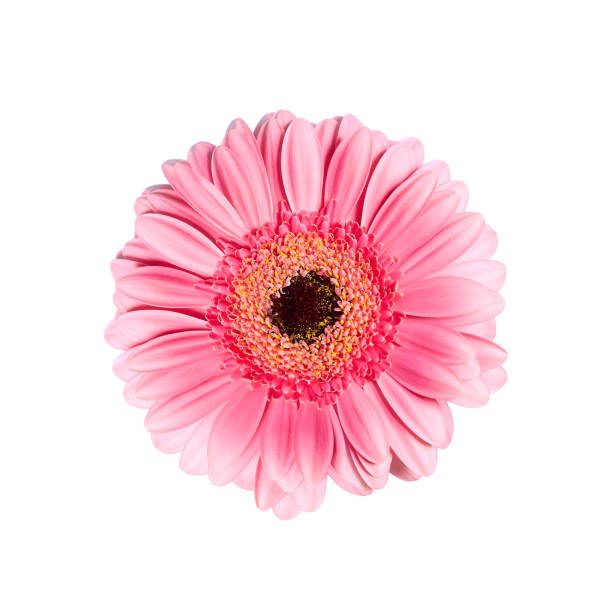 istock Beautiful pink gerbera on a white background. Beautiful delicate spring gerbera flowers on a white background. Spring concert. Beautiful spring pink flowers. Flat styling style. 1315384252
