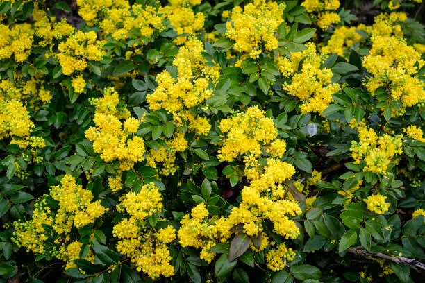 Many small yellow blooms and flowers of Mahonia aquifolium and green leaves on shrubs, in a garden in a sunny spring day, beautiful outdoor floral background photographed with soft focus