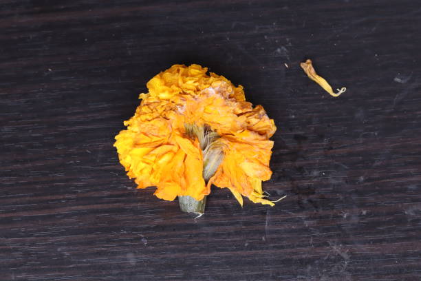 istock Beautiful marigold flowers on black background 1315385350