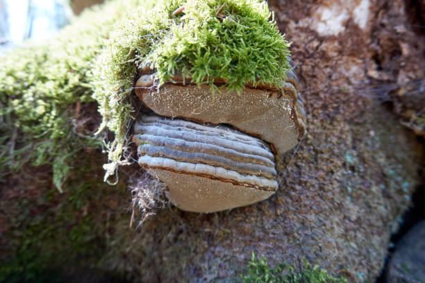 istock close up of a large mushroom overgrown with moss on a tree trunk 1315385548