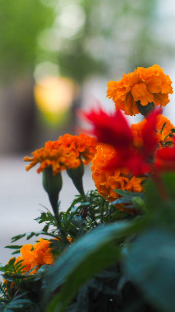 istock Flowers decorating downtown Esaury 1315386728