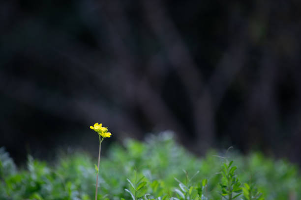 istock A small yellow flower in the green field 1315387012