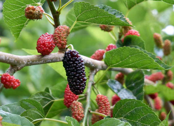 frische und biologische maulbeerfrüchte - mulberry bush stock-fotos und bilder