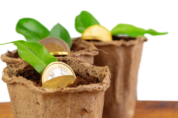 Coins stack of money and growing plant close up, financial concept