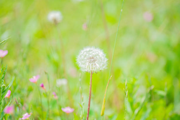 Fluff of a dandelion in the spring green field.