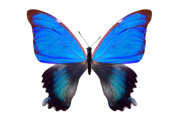 istock tropical blue butterfly. isolated on white background 1315388266