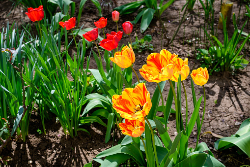 Close up of many delicate vivid yellow and red tulips in full bloom in a sunny spring garden, beautiful outdoor floral background photographed with soft focus