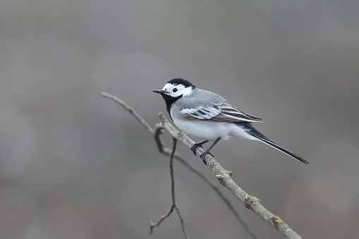 The white wagtail (Motacilla alba) was shot in cloudy weather on a tree branch against a blurred background