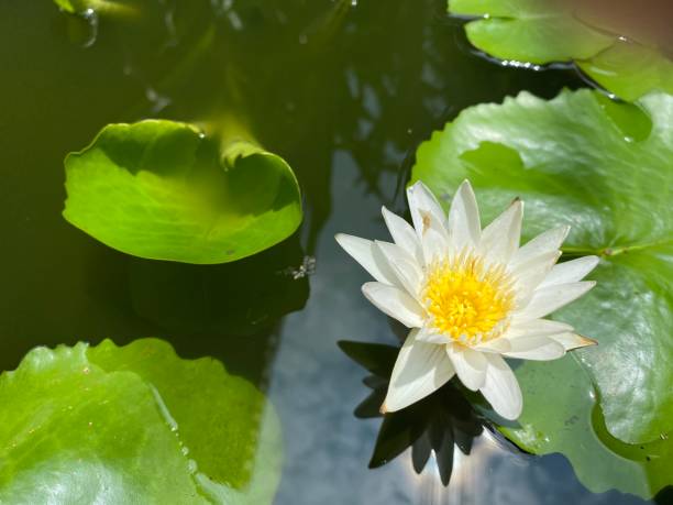 istock A white water lily flower blooming 1315390285