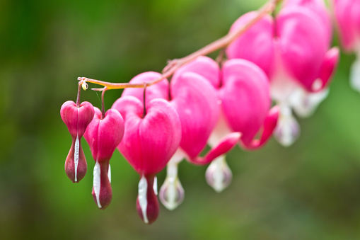 Close up beauty of a Dicentra flower branch in full bloom, delicate heart shaped petals and unique structure. Spring, summer season beauty concept