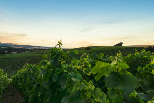 istock Row vine grape in champagne vineyards at montagne de reims 1315392609