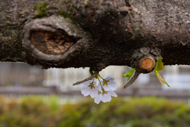 cherry blooms at the park cloudy day. Nerima district Sekimachi Tokyo Japan - 03.30.2021 : It is a cherry blossom.