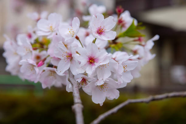 cherry blooms at the park cloudy day. Nerima district Sekimachi Tokyo Japan - 03.30.2021 : It is a cherry blossom.